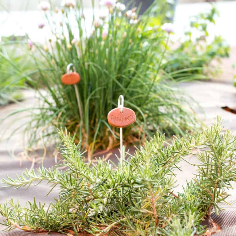 A closeup of a rosemary plant with a faux terra cotta garden marker with the word "rosemary" written on it. In the background, a chive plant also has a similar garden marker.