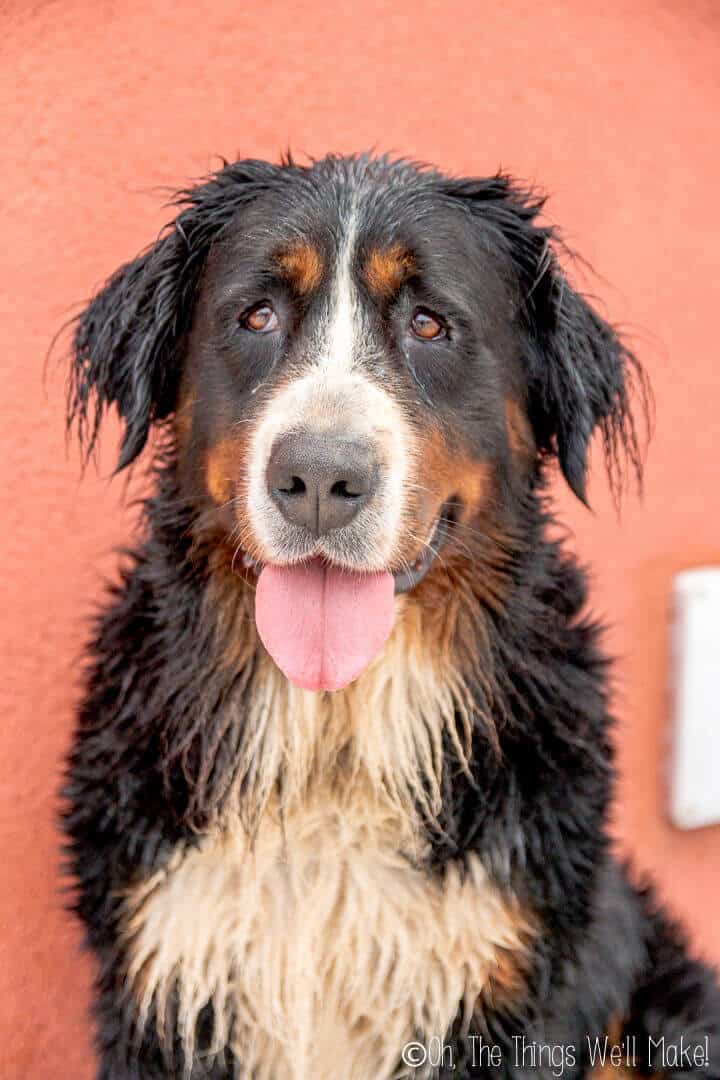 A wet dog.