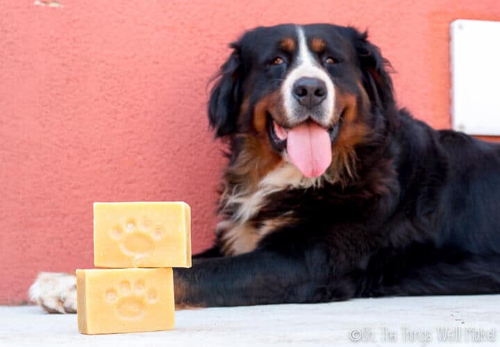 Get your dog clean the easy way with this dog soap recipe. I'll show you how to make a homemade dog shampoo soap bar, and how we use it to clean our pup.