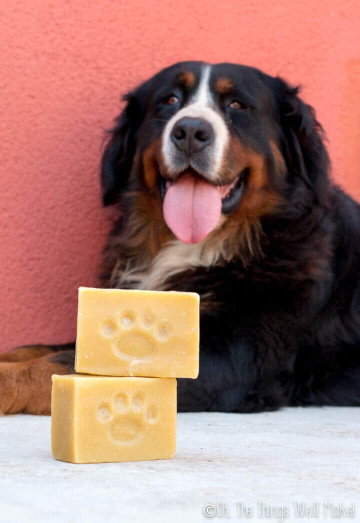 2 bars of a dog shampoo bar with a dog behind them