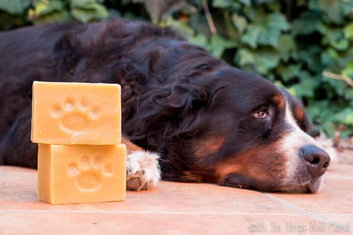 A dog lying down behind 2 bars of a dog shampoo bar 