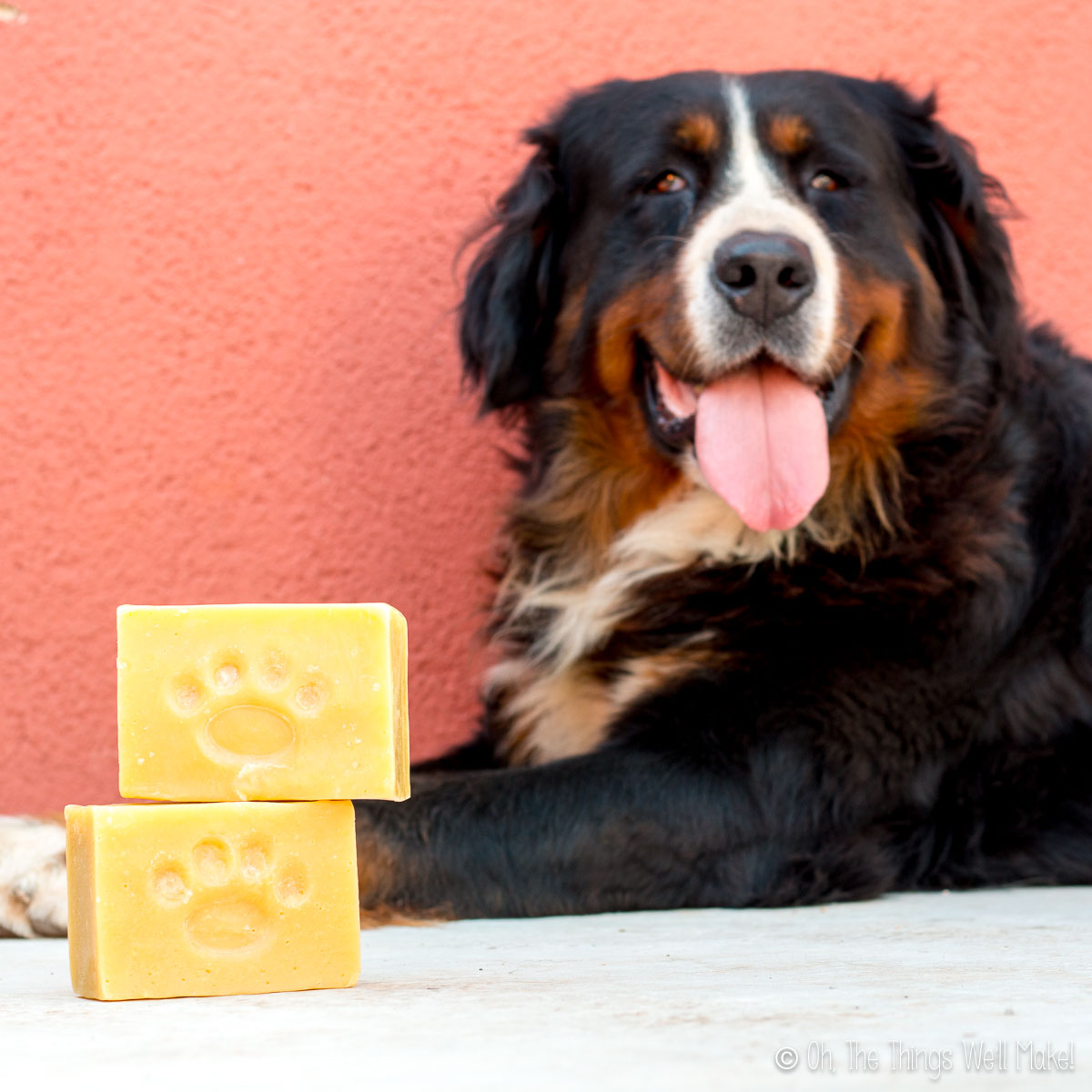 Bernese mountain dog lying beside stack of three paw print-shaped soaps on a red background.