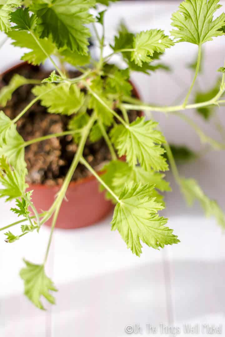 citronella geranium plant