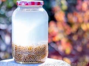 Dried soybeans in a large jar covered with water.