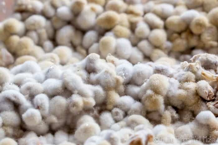 Koji with some yellow patches showing formed koji spores.