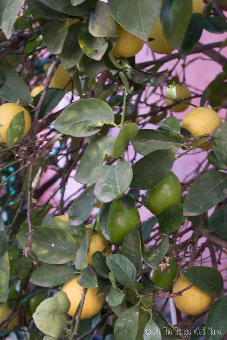 Key Lime Pie Without Condensed Milk Paleo, Dairy Free, Grain Free