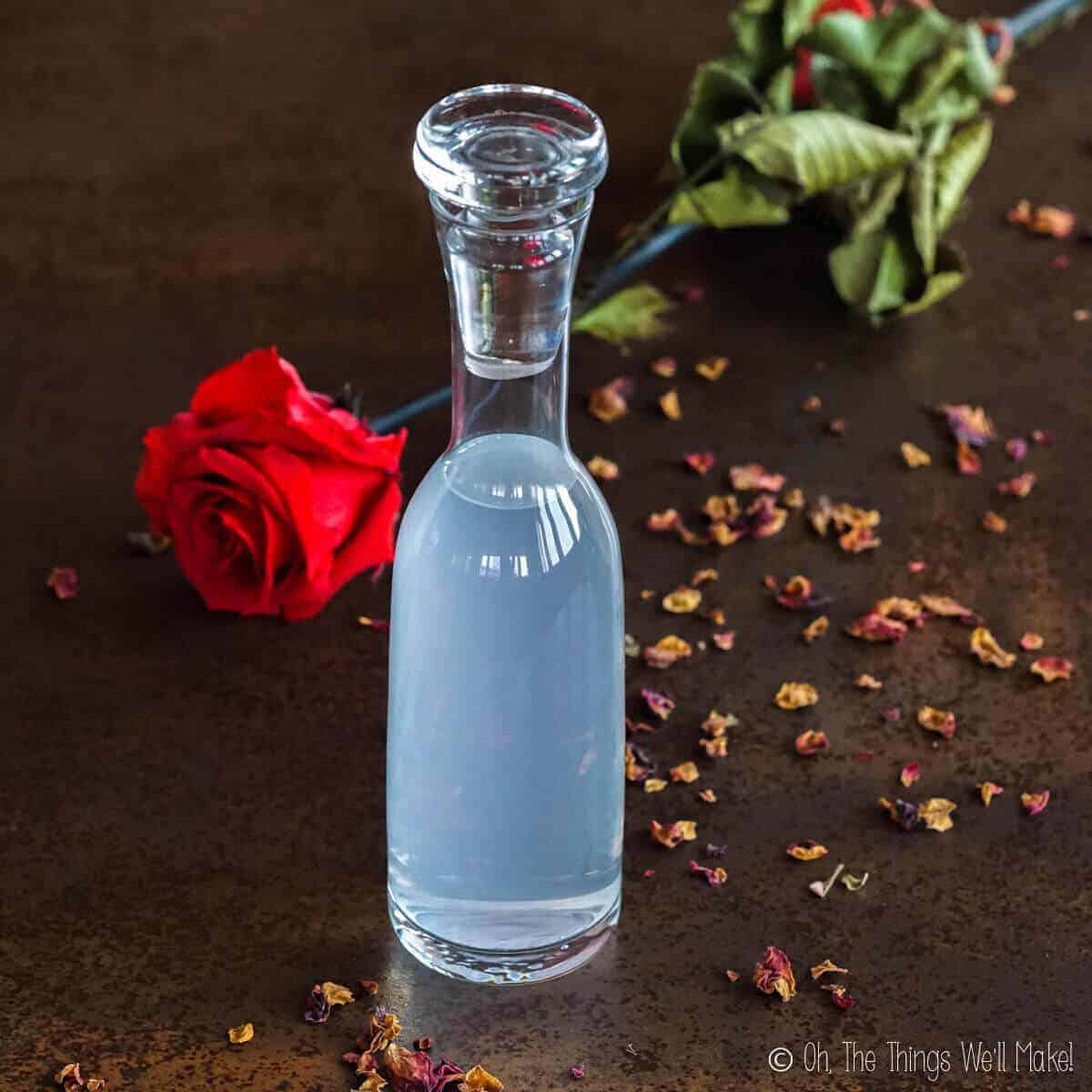 A bottle of homemade rose water hydrosol in front of a rose and rose petals