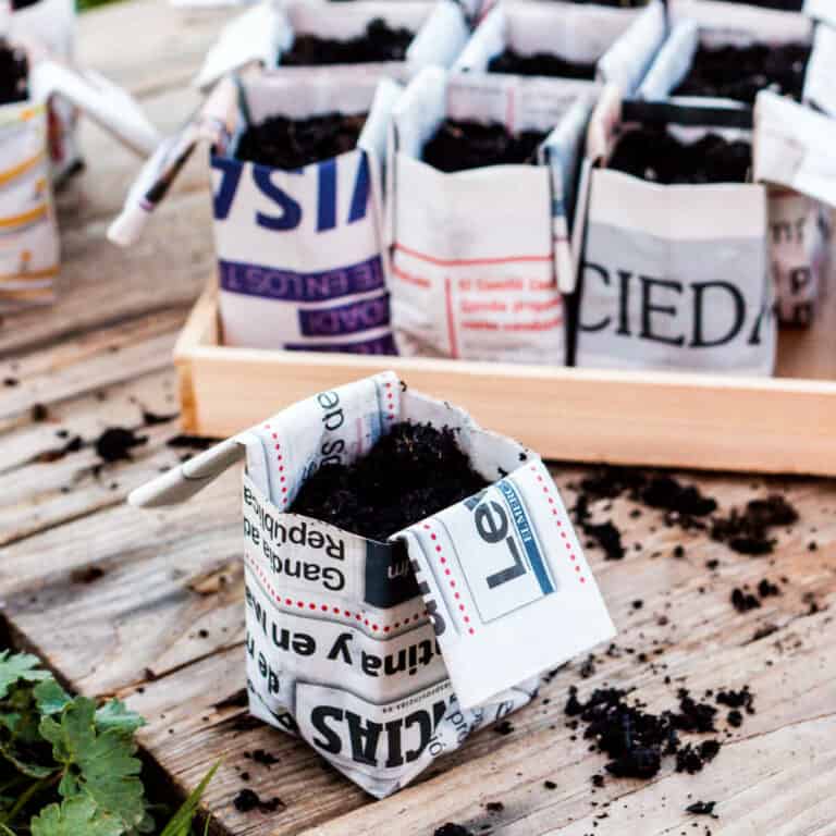 A closeup of an origami newspaper pot filled with soil in front of a tray filled with more soil-filled origami pots.