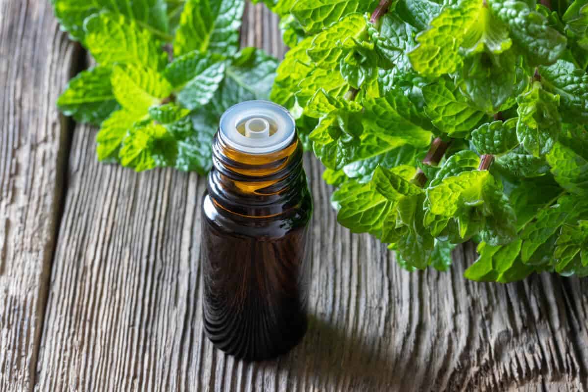 An amber bottle of peppermint essential oil in front of a group of peppermint leaves. 