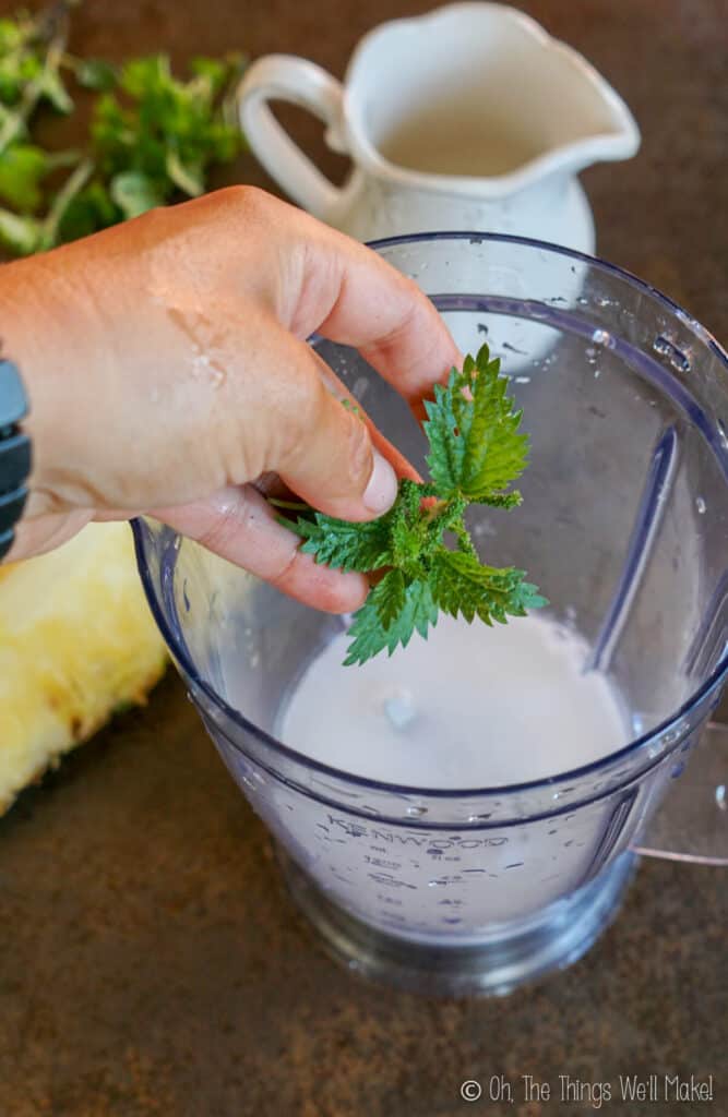 adding nettle leaves to a blender cup