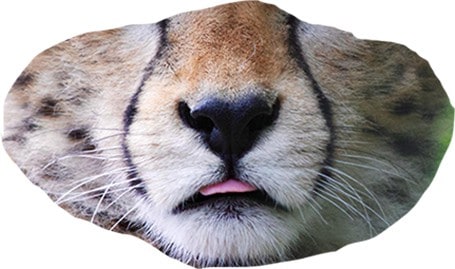 Bottom half of a leopard face