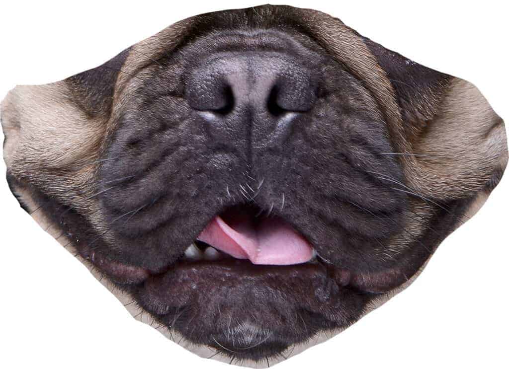 Bottom half of a pug dog face