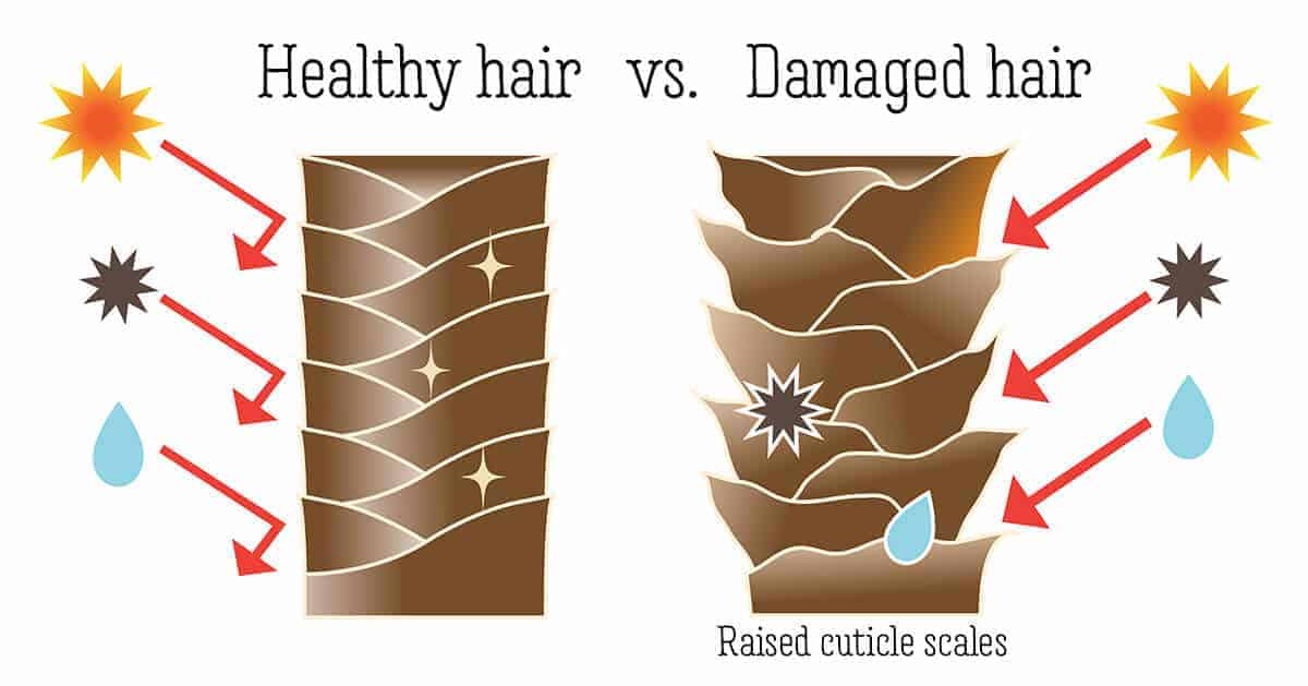 graphic representing the cuticle scales of hair in healthy hair vs. damaged hair