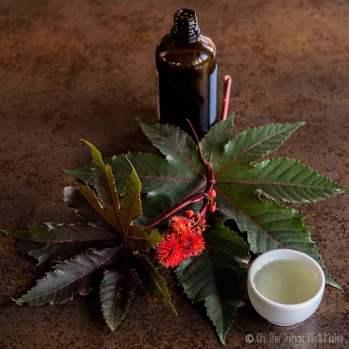 A bottle of castor oil next to a jar of the oil and some leaves and flowers of the castor plant.