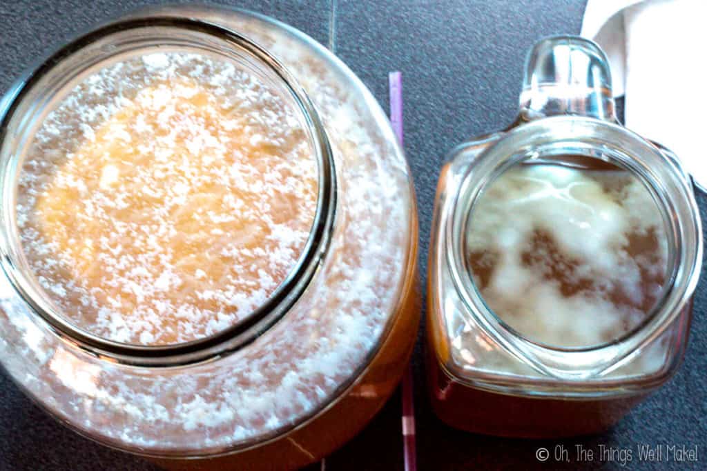 Overhead view of two different jars of kombucha, looking down at the forming SCOBYs