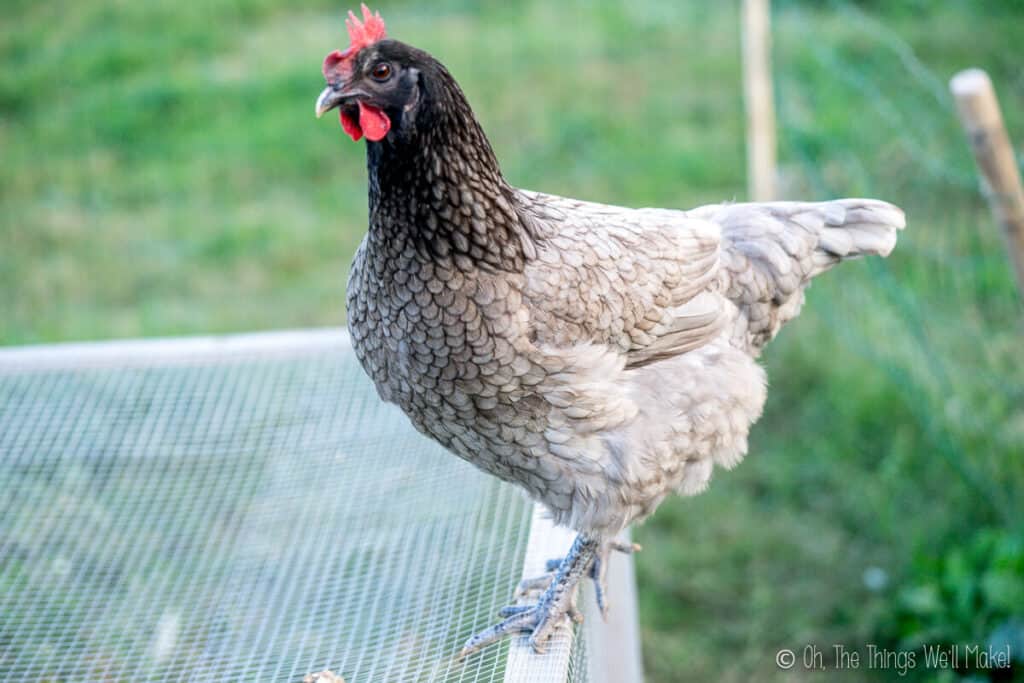 a light gray hen