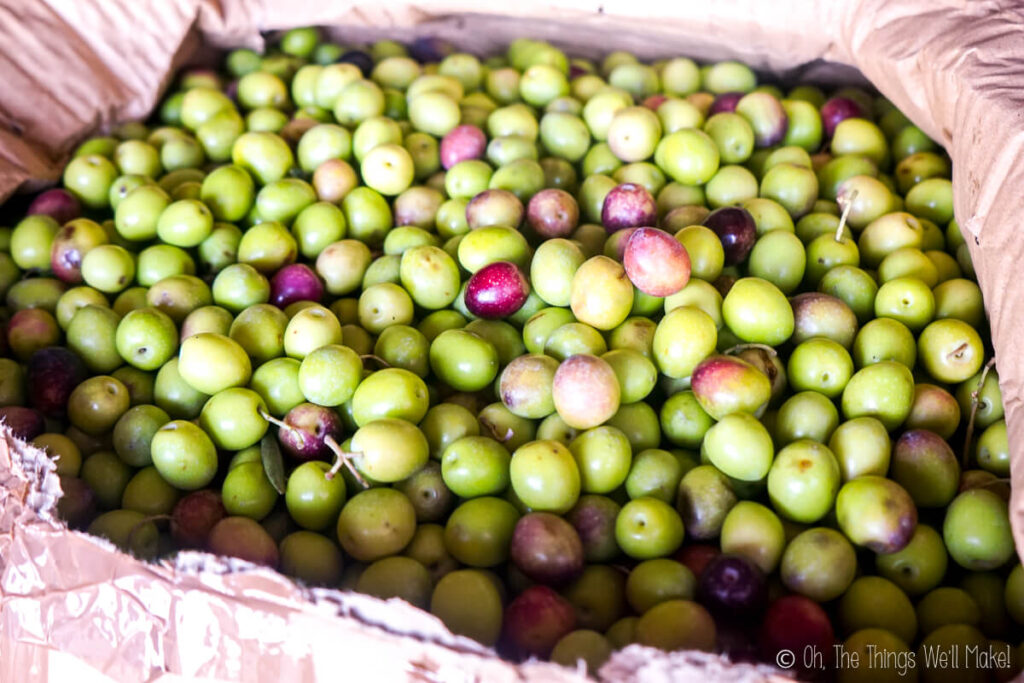 A box full of green olives