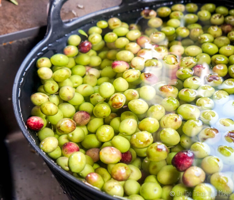 How to Make Lye Cured Olives A Step by Step Tutorial Oh, The Things
