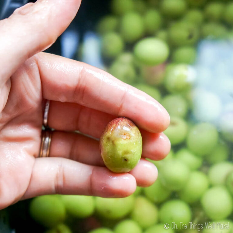 How to Make Lye Cured Olives A Step by Step Tutorial Oh, The Things
