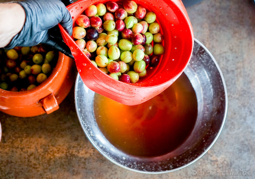 Straining out olives from soaking water