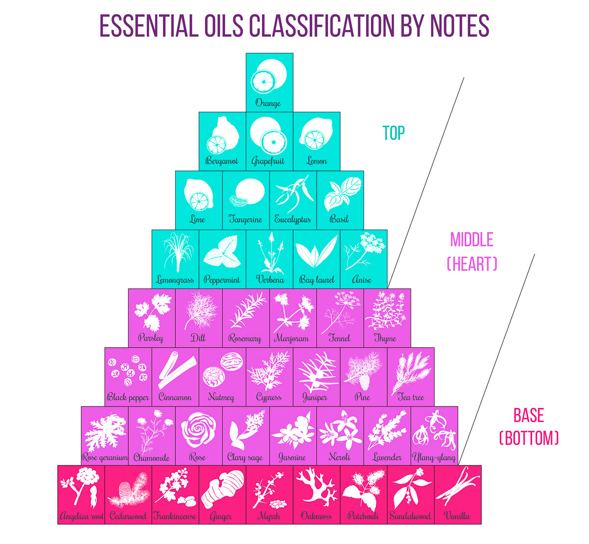 A fragrance pyramid for essential oils