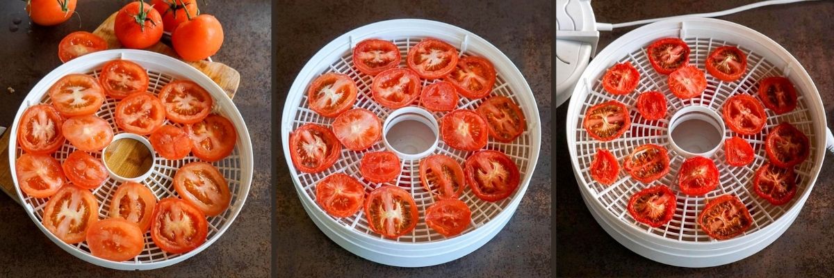 Three stages of tomato slices drying on a round dehydrator tray: fresh, partially dried, and fully dried—ideal for making tomato powder.