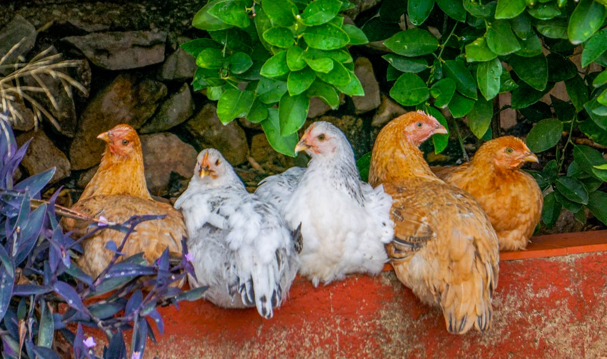 Five chickens, three brown and two white, sit closely together on a red surface with green leaves and stone wall in the background.